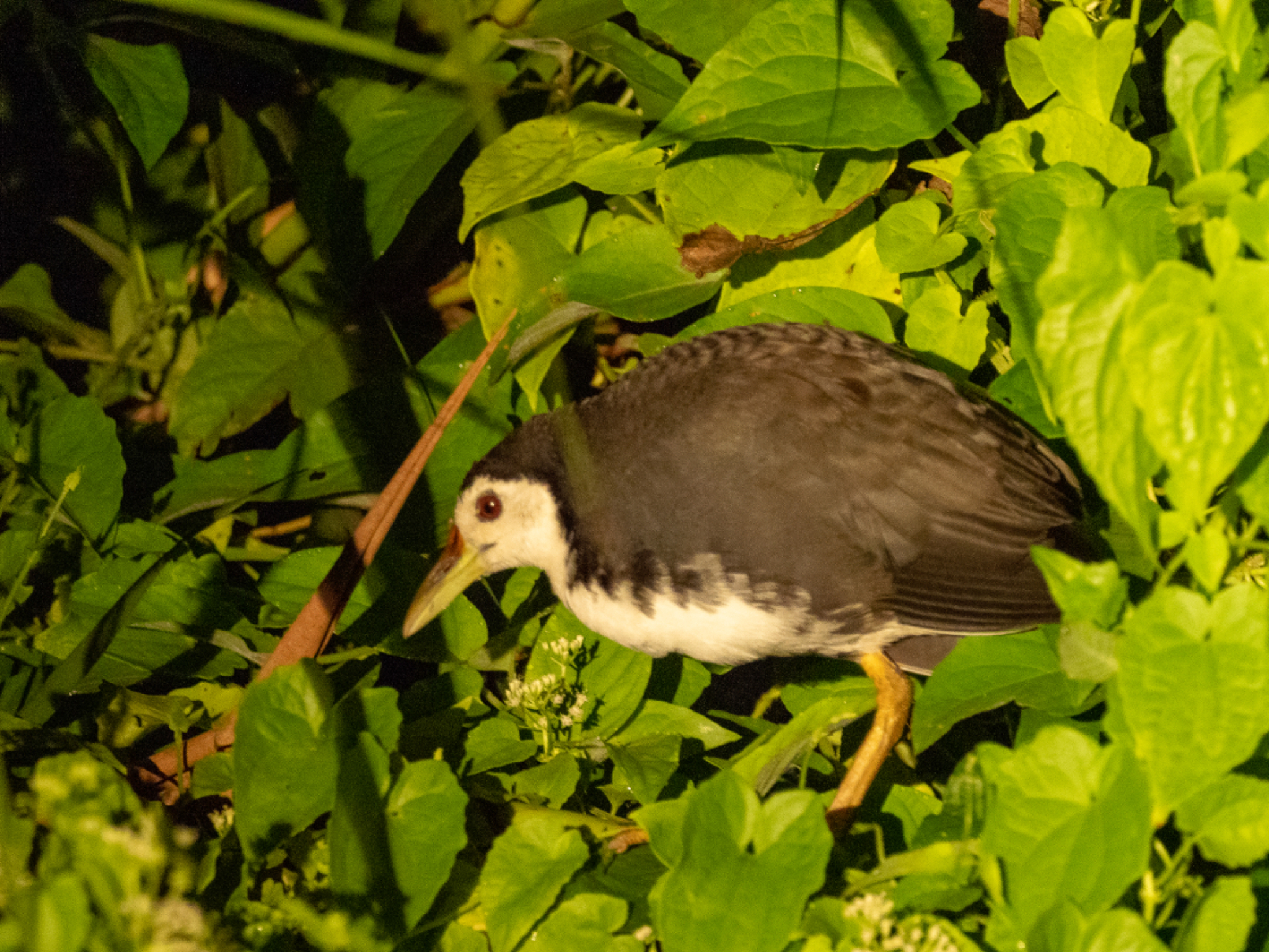White breasted Waterhen